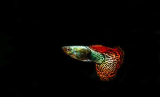 Гуппи: самая популярная аквариумная рыбка, которой интересуются новички и профессионалы