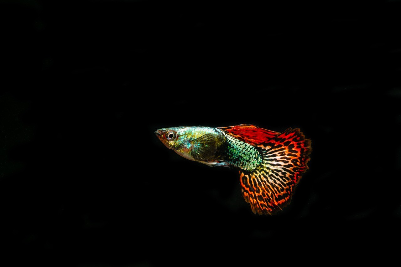 Гуппи: самая популярная аквариумная рыбка, которой интересуются новички и профессионалы