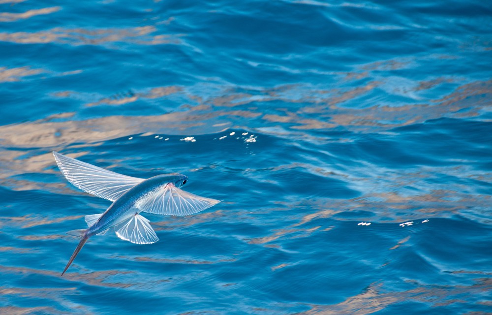 Летучая рыба: когда рожденный плавать умеет летать