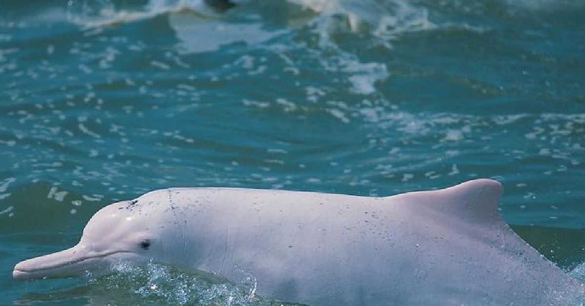 внешний вид речного дельфина
