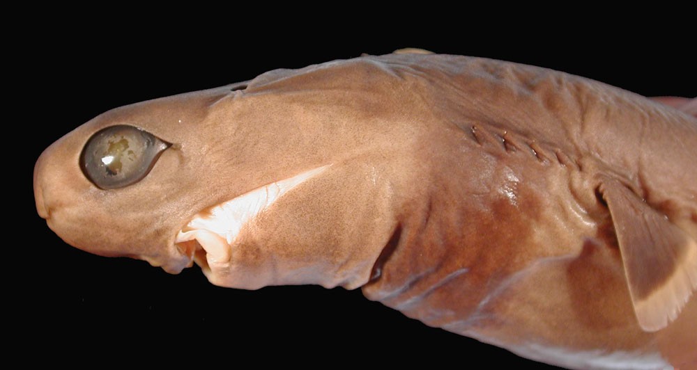 Бразильская сигарная акула: что известно о полуметровом хищнике