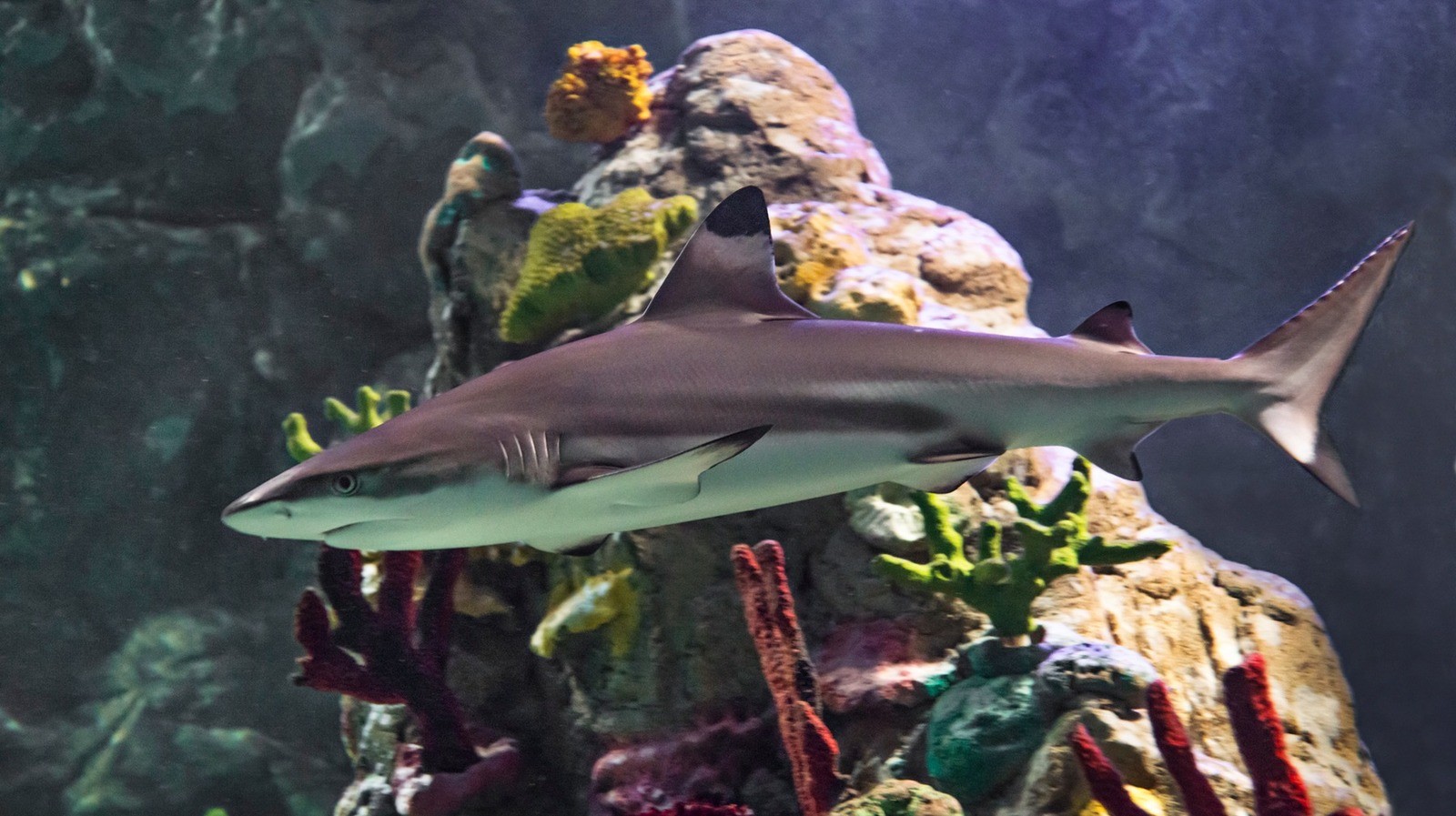 Глубоководная небольшая акула, которая светится в темноте: что известно об этом существе