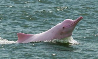 Они могут жить в реках: что известно про пресноводных дельфинов