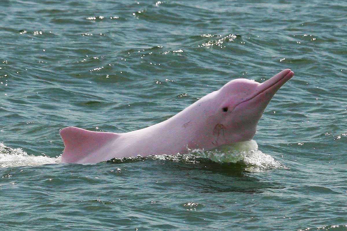 Они могут жить в реках: что известно про пресноводных дельфинов