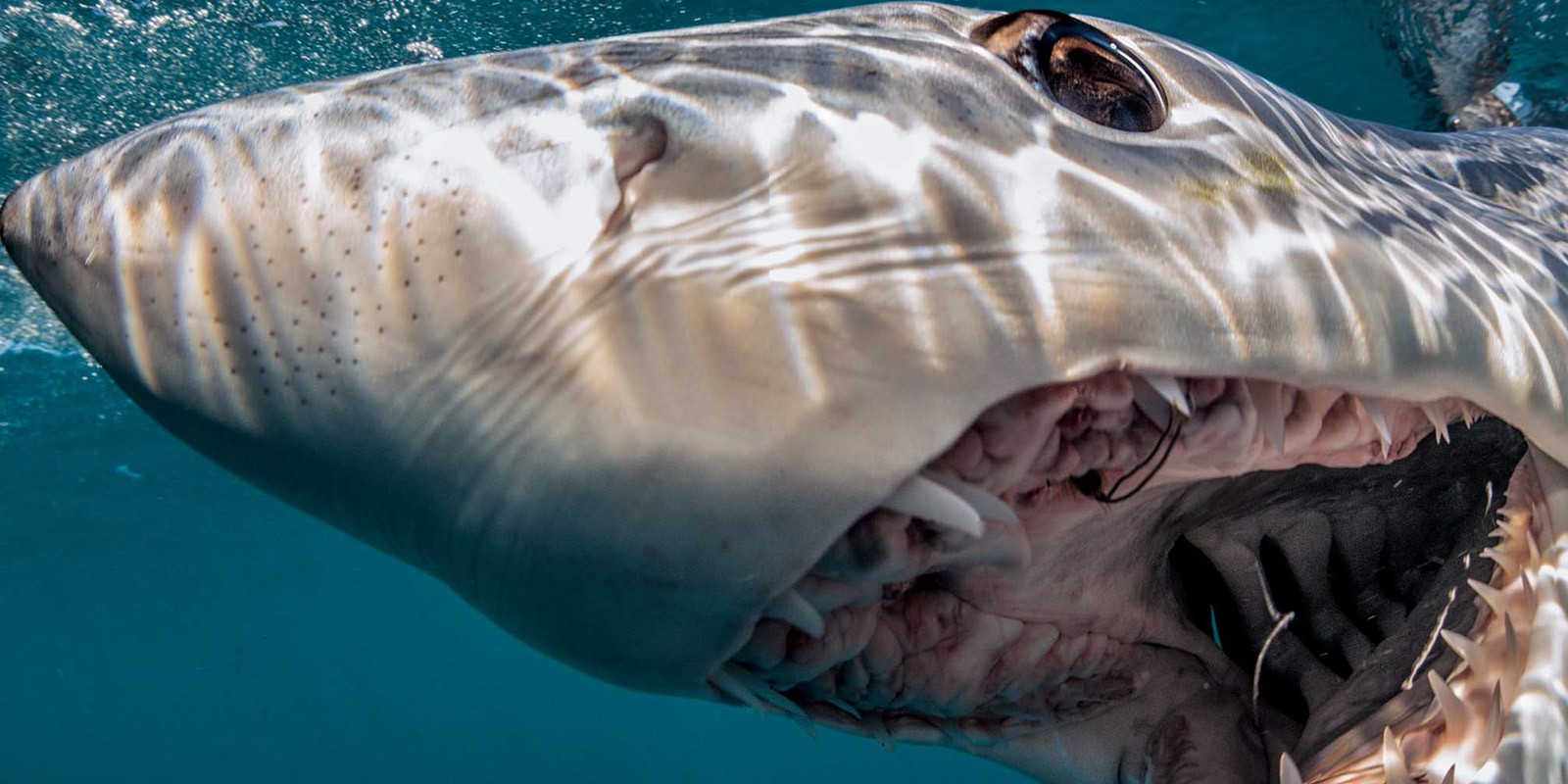 Десятка самых больших морских обитателей: вы больше не захотите погружаться с аквалангом