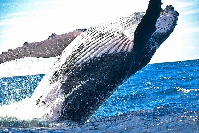 синий кит в воде