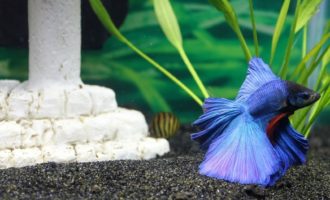 Бойцовская рыбка петушок – он идеален для начинающего аквариумиста