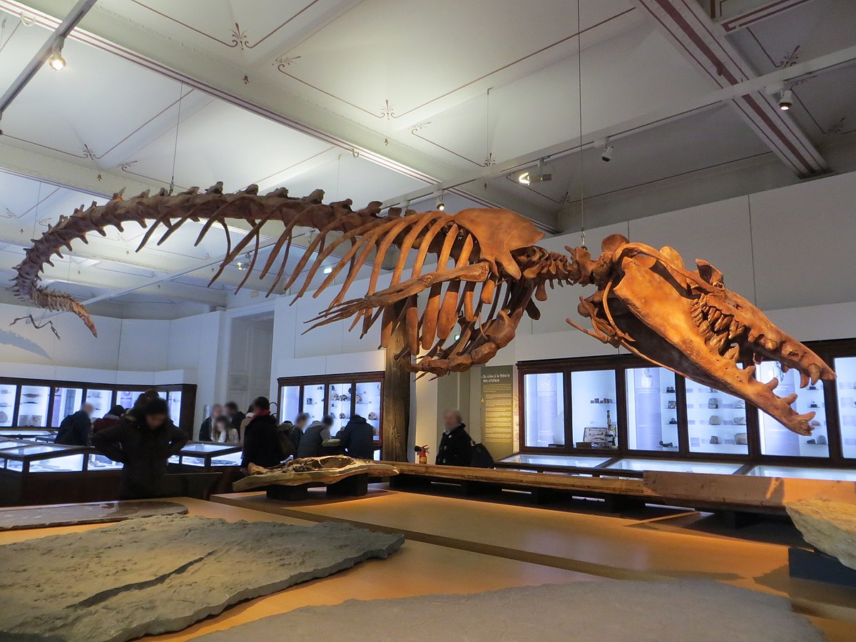 Базилозавр — хищный прародитель современного кита