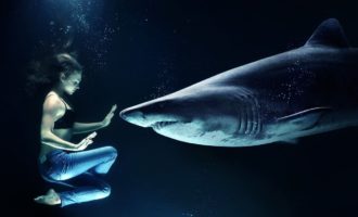 Свобода ценою жизни: почему белую акулу так и не смогли поселить в океанариуме