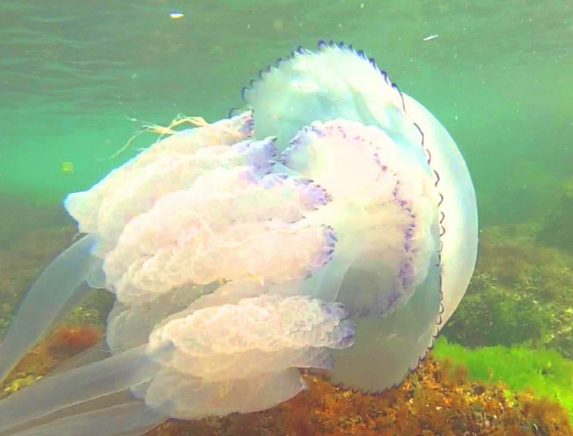 крупная медуза 