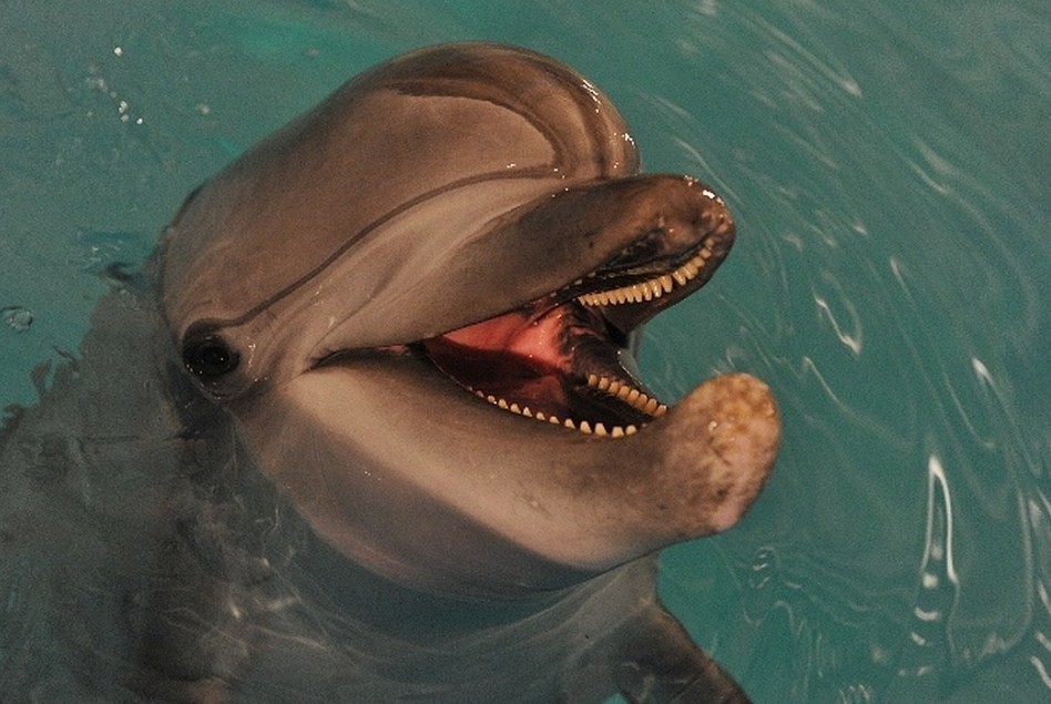 может ли дельфин убить человека