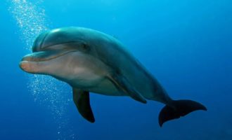 Совсем не такой, как вы предполагали: поможем развеять мифы о доброте дельфинов
