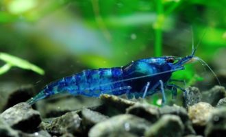 Синяя креветка «Блю дрим» — мечта многих аквариумистов