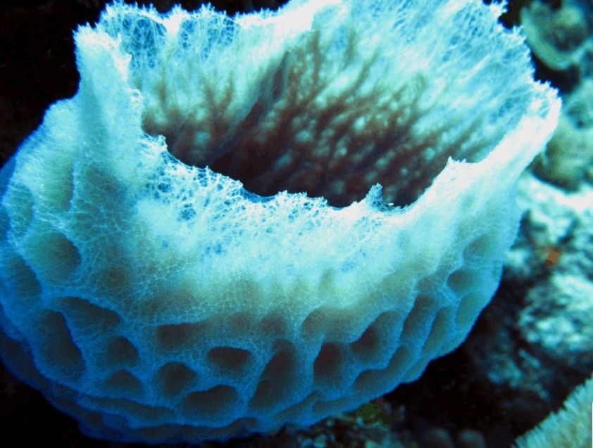 особенности строения морской губки