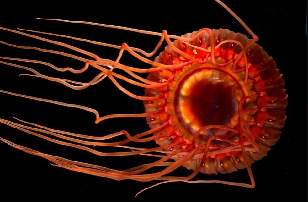 Светящаяся медуза Атолла: чем знаменита глубоководная хитрюга