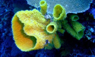 Морская губка: интересные факты о древнем морском животном