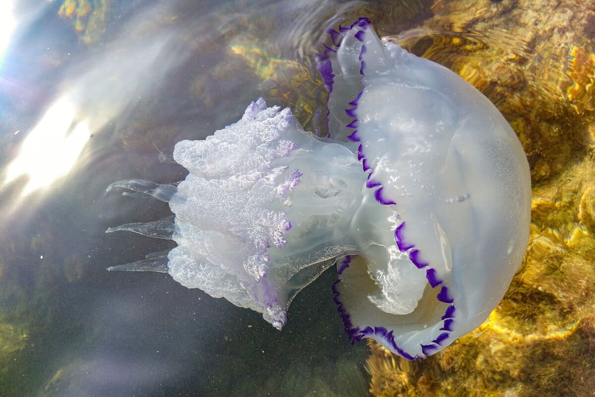 самая опасная медуза Черного моря