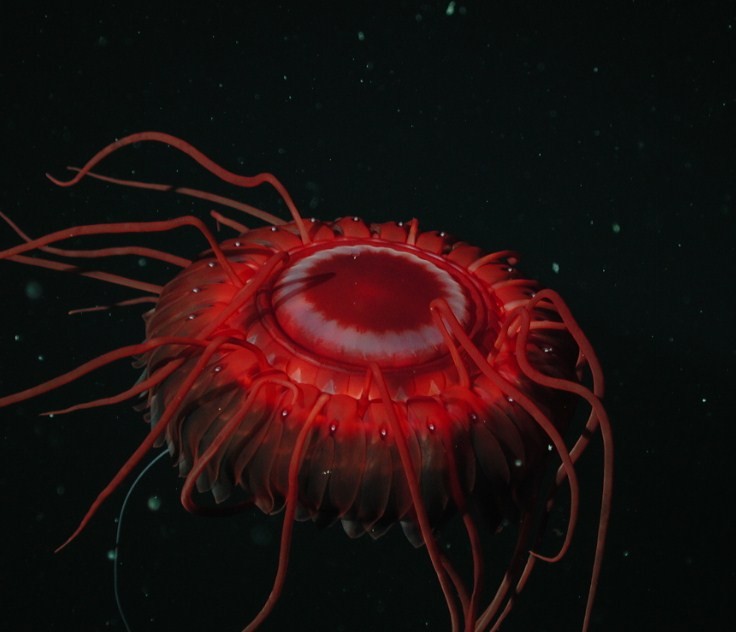 глубоководная красная медуза