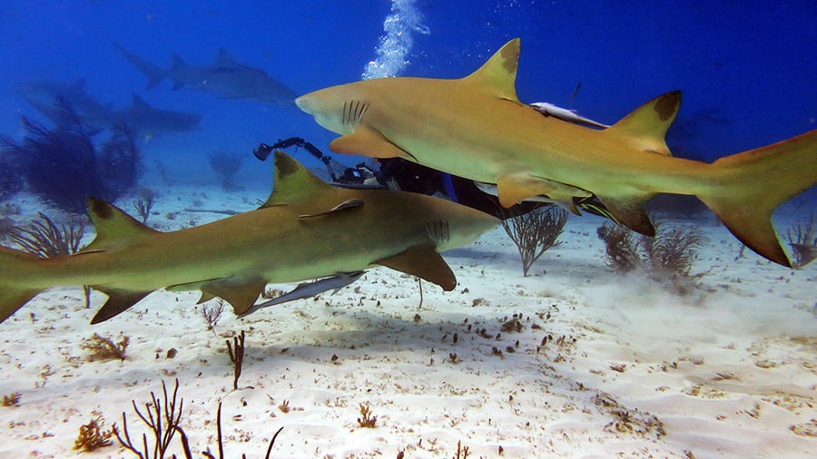 пара взрослых акул на глубине рядом с дайверами