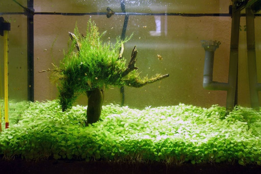 растительный аквариум 
