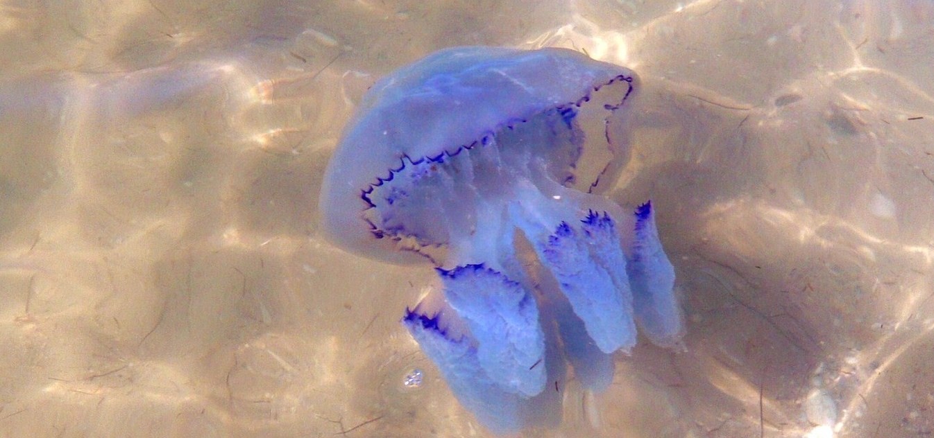Ядовитые и опасные: вся правда о медузах Черного моря