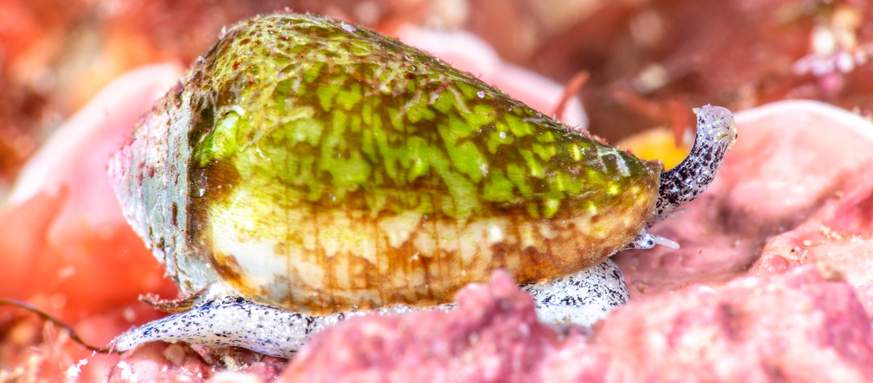 Конус или моллюск-убийца: насколько ядовита сигаретная улитка
