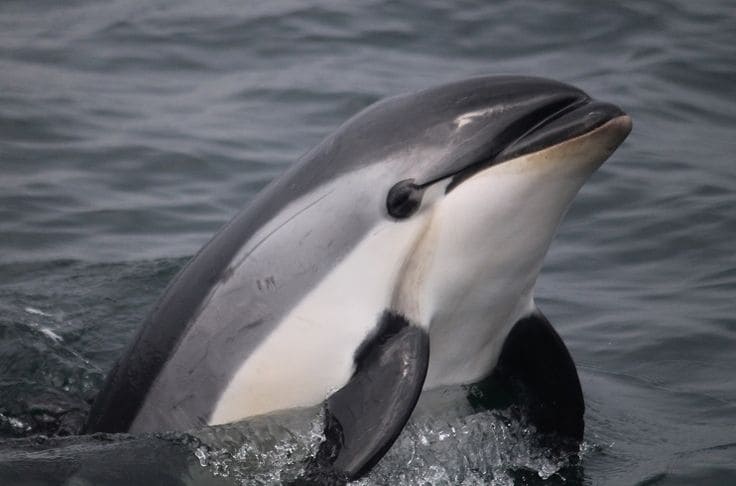 вакита является родственником дельфина