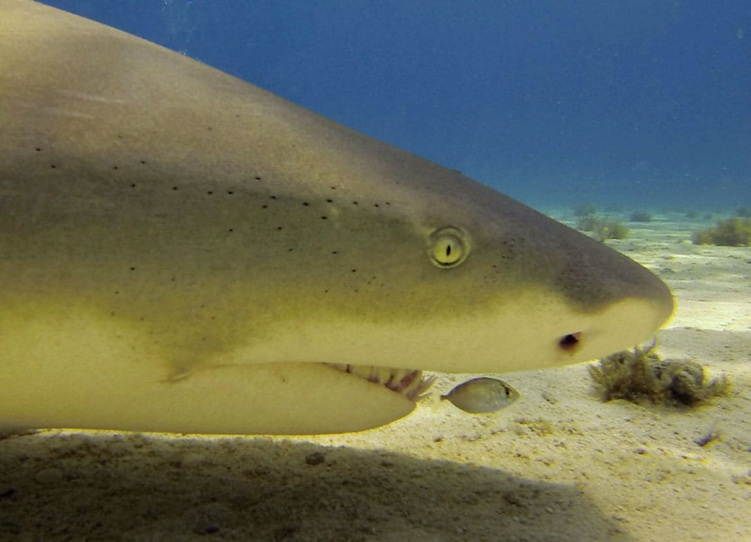 Лимонная акула: чем опасен этот хищник