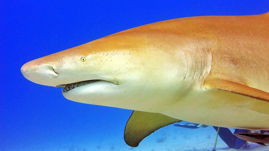 внешний вид крупной желтой акулы