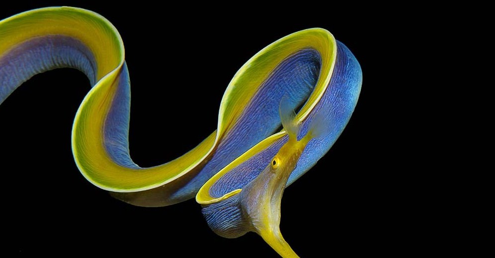 Ленточная мурена – рыба, которая меняет цвет и пол