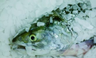 Инъектированная рыба: обман чистой воды