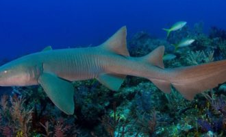 Что известно про акулу-няньку и почему ее так называют