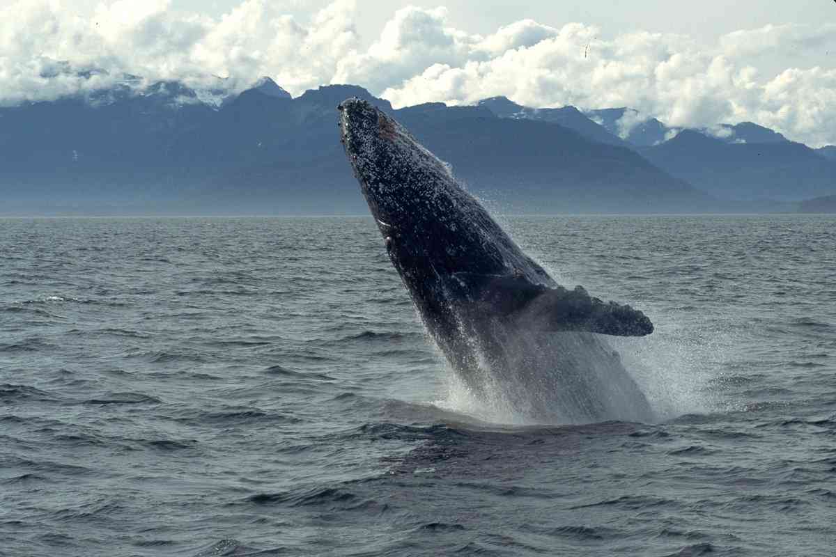 Гренландский (полярный) кит и несколько фактов о его жизни