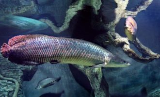 Древняя пресноводная рыба арапайма: 5 фактов о бронированном гиганте