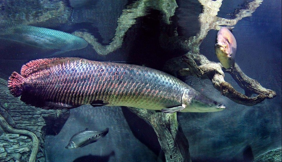 Древняя пресноводная рыба арапайма: 5 фактов о бронированном гиганте