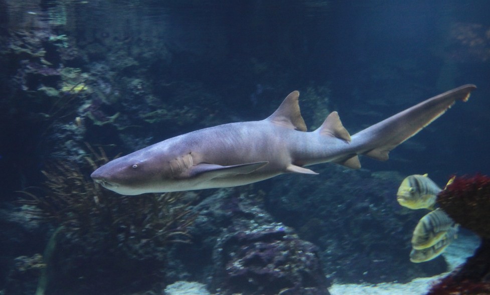 акула в естественной среде