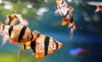 Барбус: суетливая и задорная рыбка для вашего аквариума