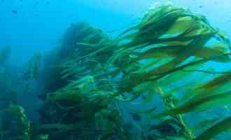 Морские водоросли могут стать источником энергии: что говорят исследователи