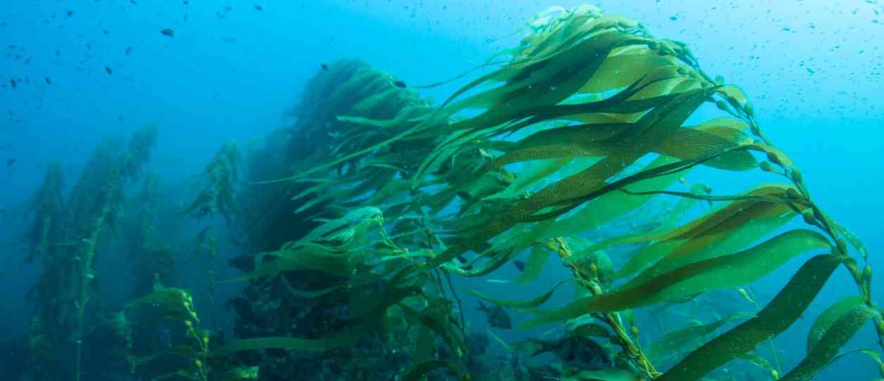 Морские водоросли могут стать источником энергии: что говорят исследователи