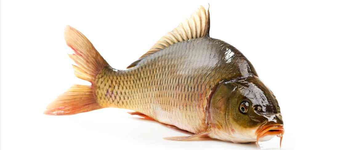 Что за рыба сазан: необычные факты и актуальные в 2022 году цены