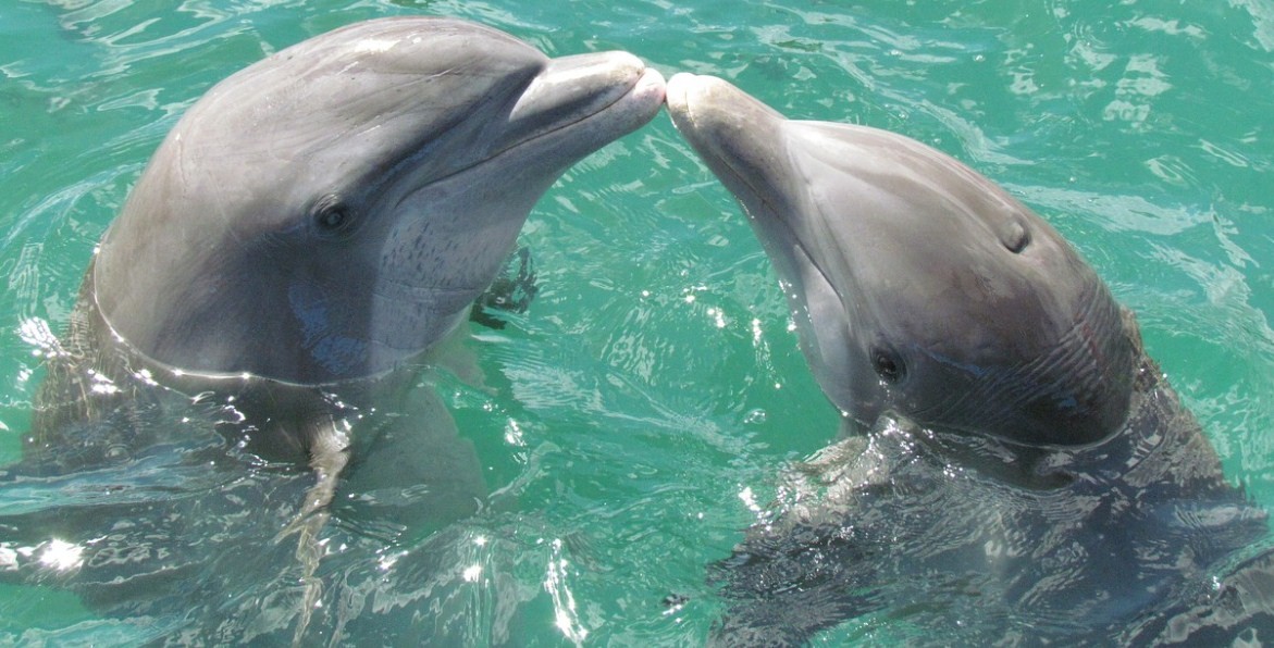 игры дельфинов