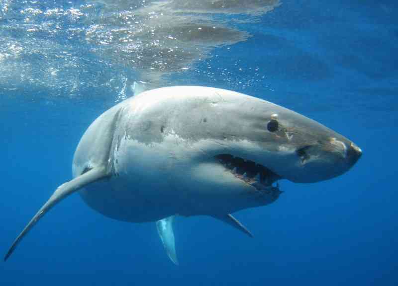 В чем секрет бесстрашия акул: узнайте, почему они не чувствуют боли