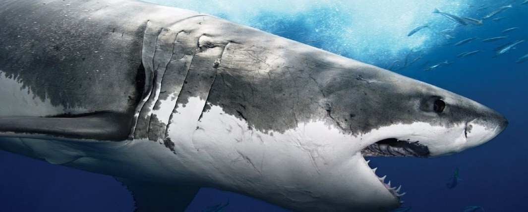 Кругом враги: о тех, кто не боится белой акулы