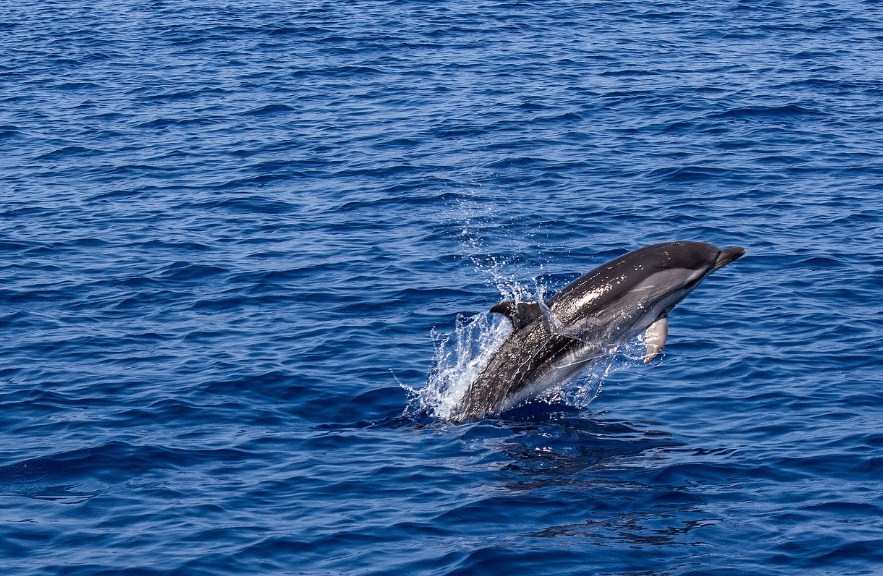плавание дельфина в воде