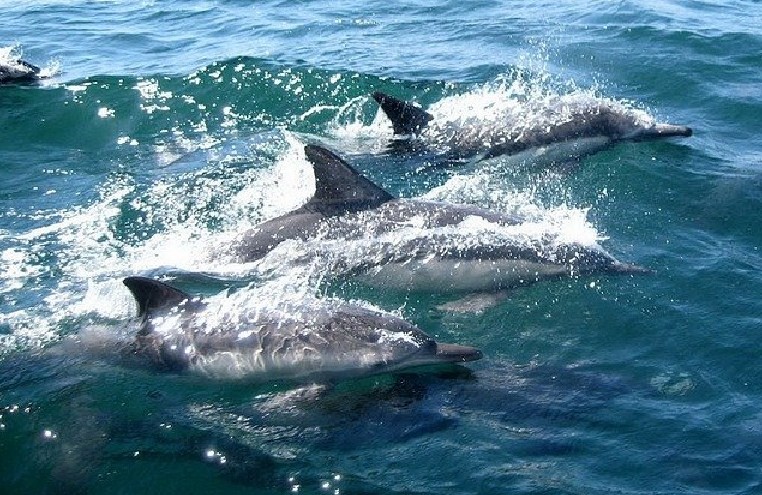 дельфин плавает в море