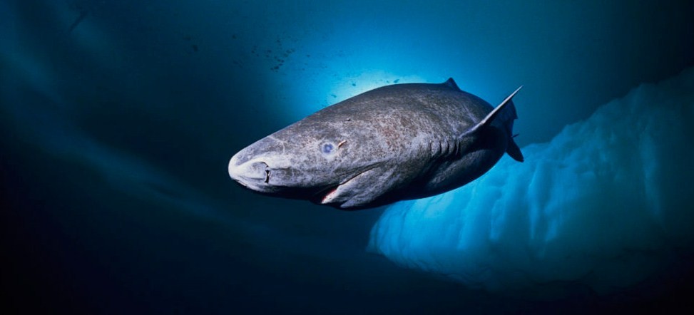 внешний вид гренландской акулы
