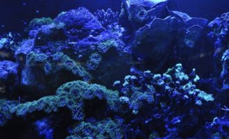 крупный коралловый риф