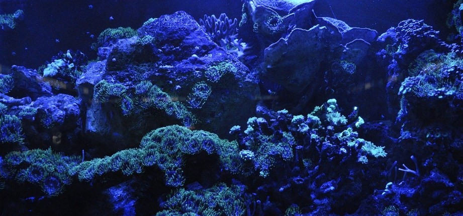 Самые удивительные факты о коралловом рифе: вы точно этого не знали