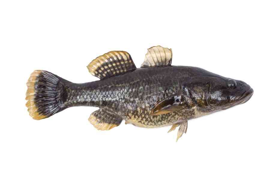 внешний вид рыбы ротан 