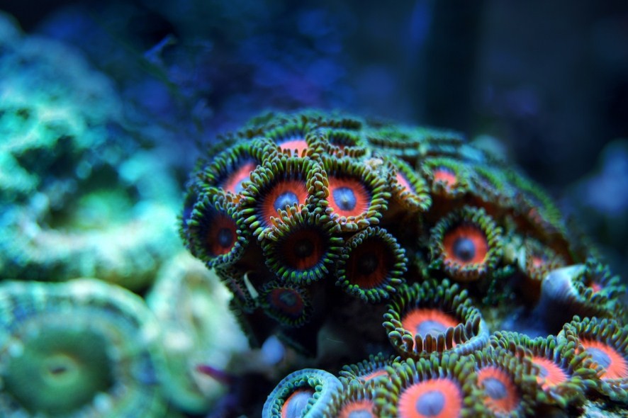 неподвижные кораллы